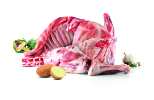 AGNELLO A META  CON TESTA E CORATA